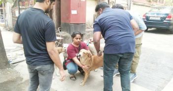 Team from London arrives in Kalyan Dombivali for anti-rabies vaccination