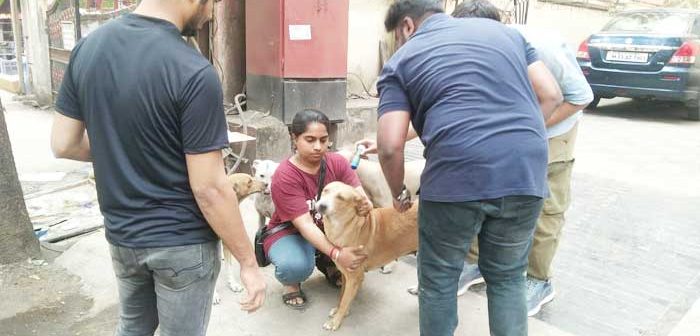 Team from London arrives in Kalyan Dombivali for anti-rabies vaccination